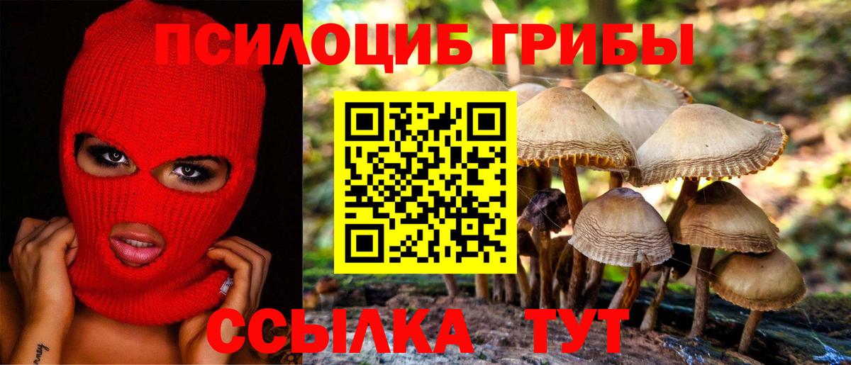 Майкоп  Галлюциногенные грибы мицелий  Галлюциногенные грибы Psilocybine cubensis  Вход с VPN 